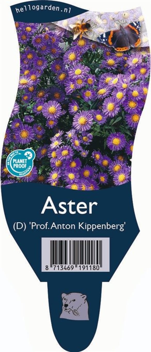 Aster (D) 'Prof. Anton Kippenberg' - P11